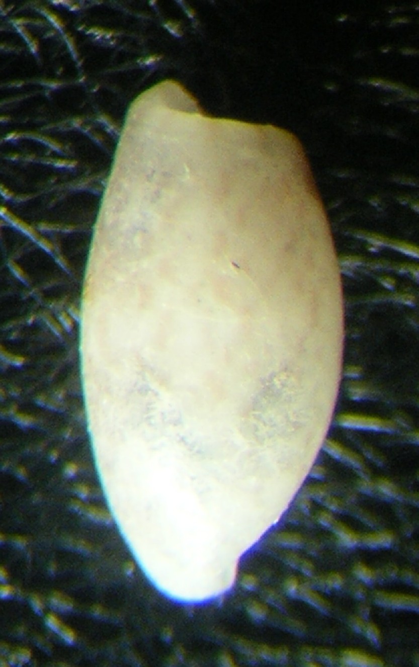 Bulla striata juv.